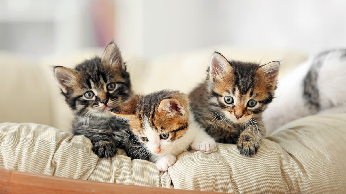 Lịch tiêm phòng cho mèo con đầy đủ nhất