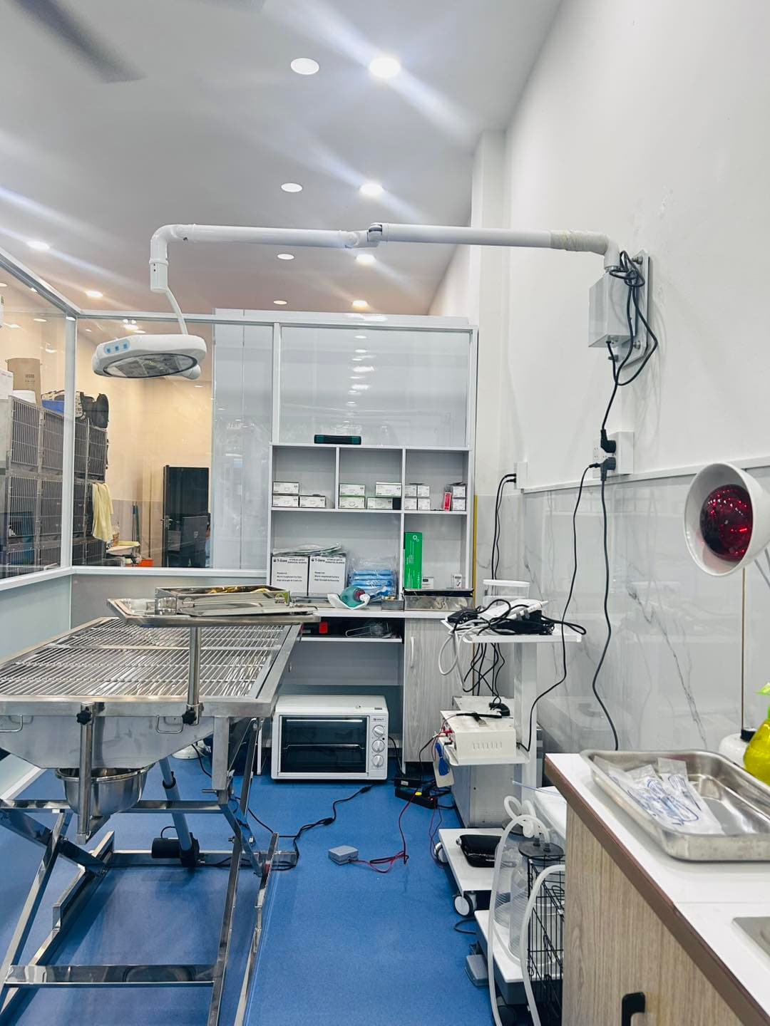 Triệt sản cho mèo: Quy trình triệt sản tại Hallo Vet