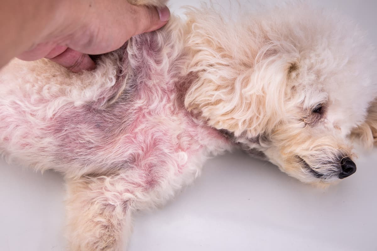 BỆNH TĂNG TIẾT BÃ NHỜN (SEBORRHEA) Ở CHÓ