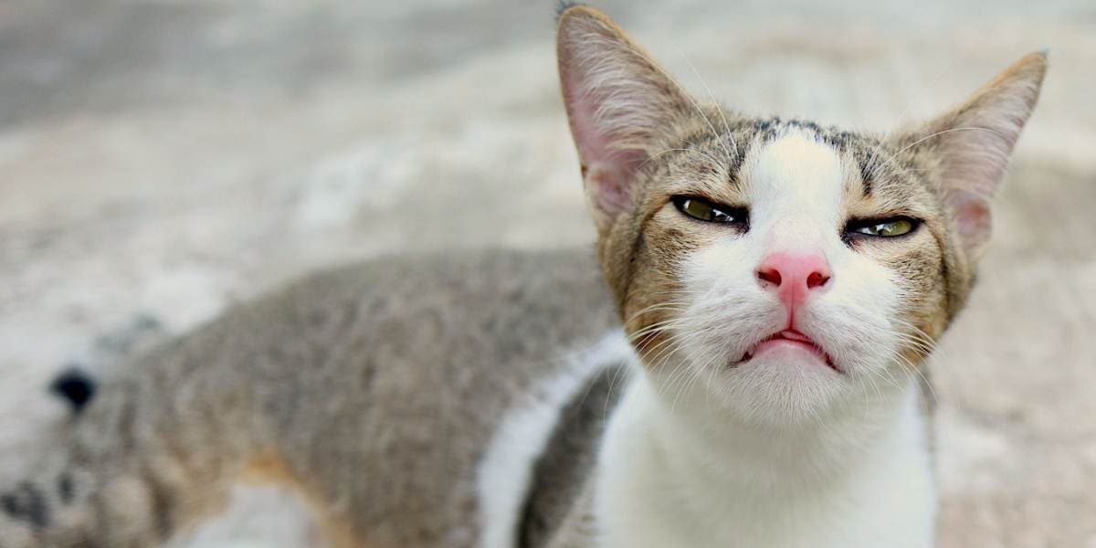 Nhiễm Khuẩn Bordetella Bronchiseptica ở Mèo