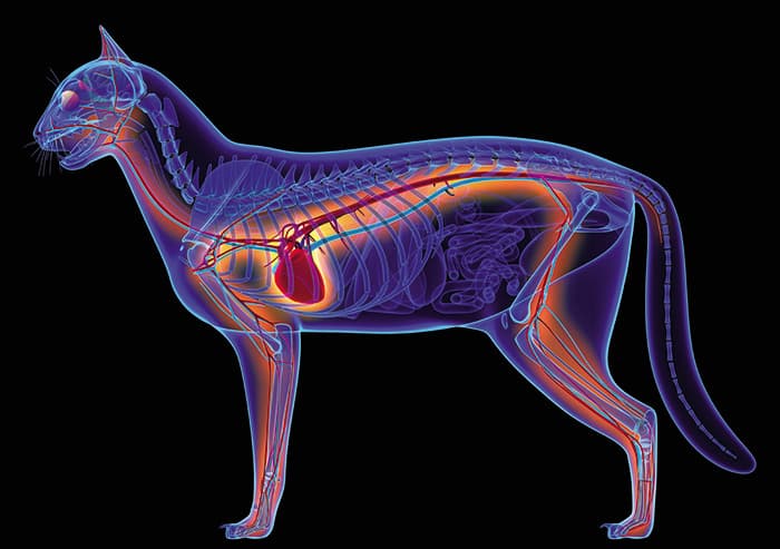 Huyết khối Thuyên tắc Động mạch chủ ở Mèo (Aortic Thromboembolism)