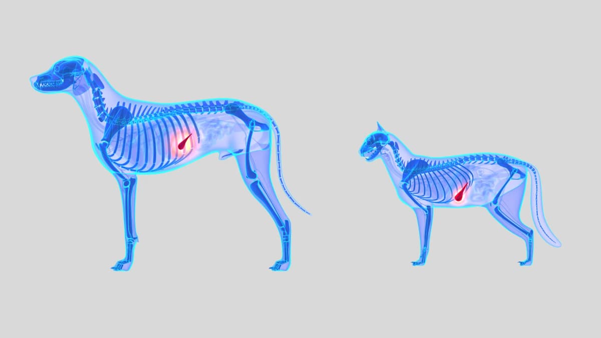 BỆNH VIÊM TỤY TRÊN CHÓ VÀ MÈO (PANCREATITIS IN DOGS AND CATS)