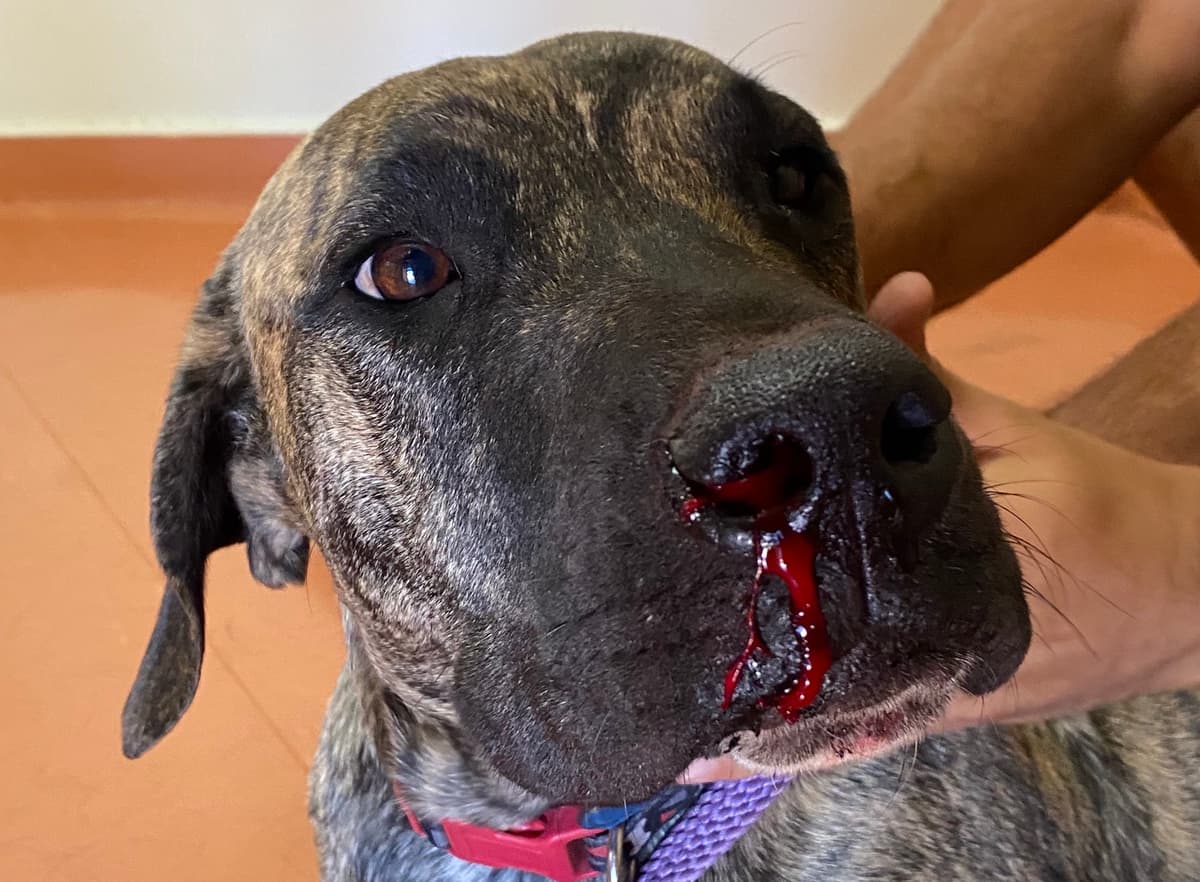 Bệnh Ehrlichiosis và các nhiễm trùng liên quan ở chó