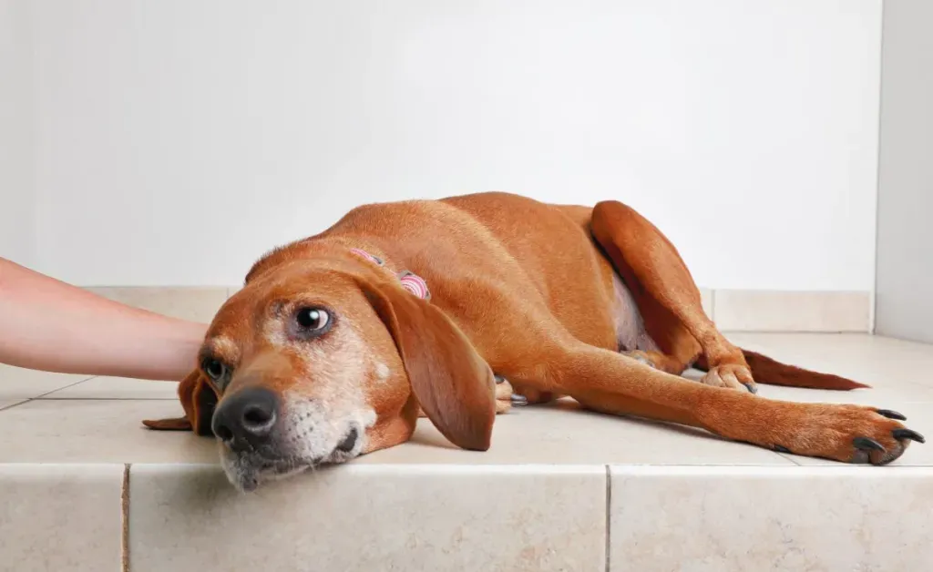VIÊM DẠ DÀY TRÊN ĐỘNG VẬT NHỎ (GASTRITIS IN SMALL ANIMALS)
