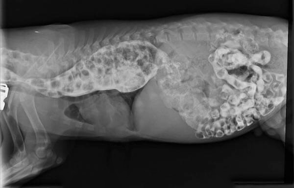 BỆNH GIÃN THỰC QUẢN Ở ĐỘNG VẬT NHỎ (DILATATION OF THE ESOPHAGUS / MEGAESOPHAGUS)