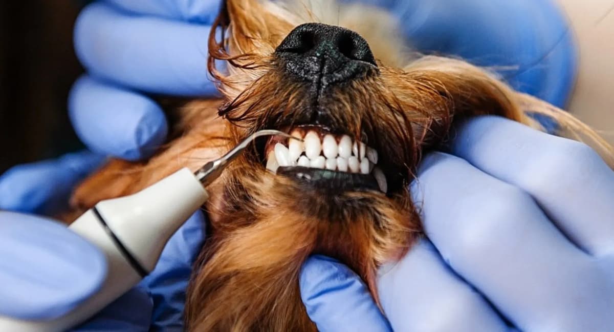 Bệnh Răng Miệng và Cách Chăm Sóc Tại Nhà Cho Chó