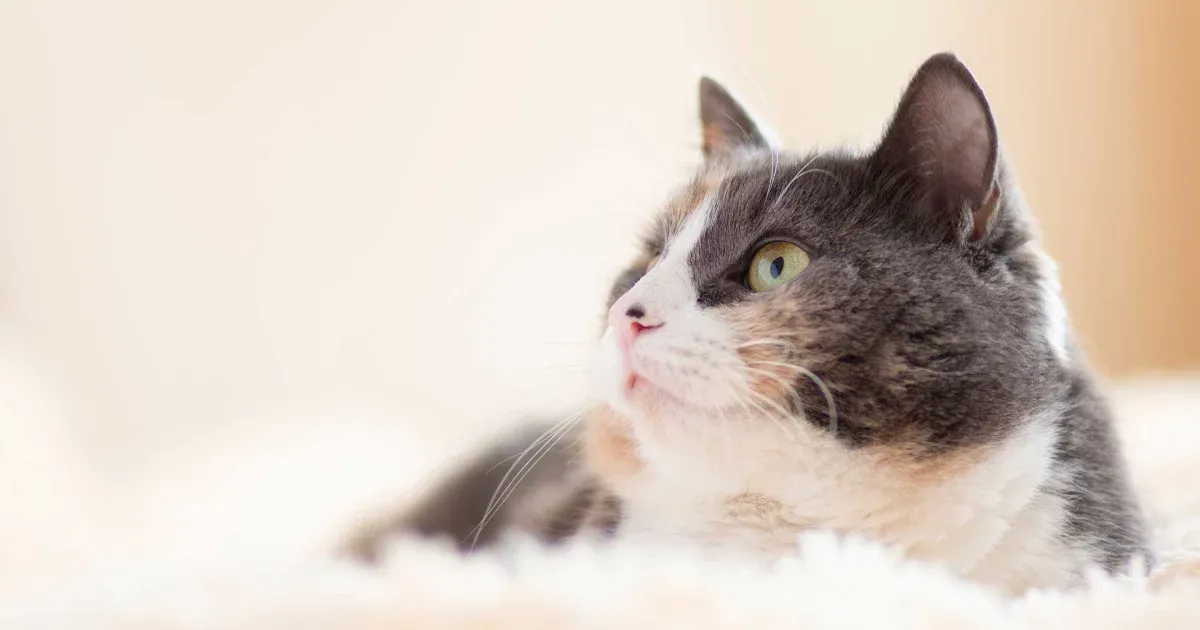 Bệnh Viêm Ruột Truyền Nhiễm Ở Mèo (Feline Parvovirus/Panleukopenia)