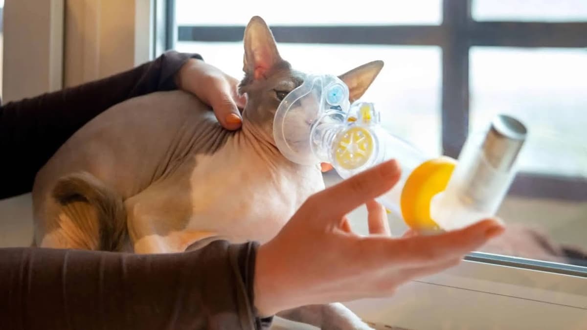 Bệnh Hen Suyễn và Viêm Phế Quản Mãn Tính ở Mèo