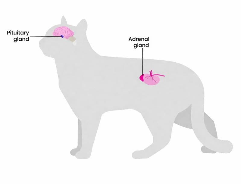 Cường tuyến thượng thận (Hội chứng Cushing) ở mèo