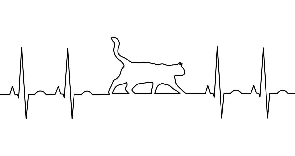 Bệnh cơ tim (Bệnh tim) ở mèo - Cardiomyopathy