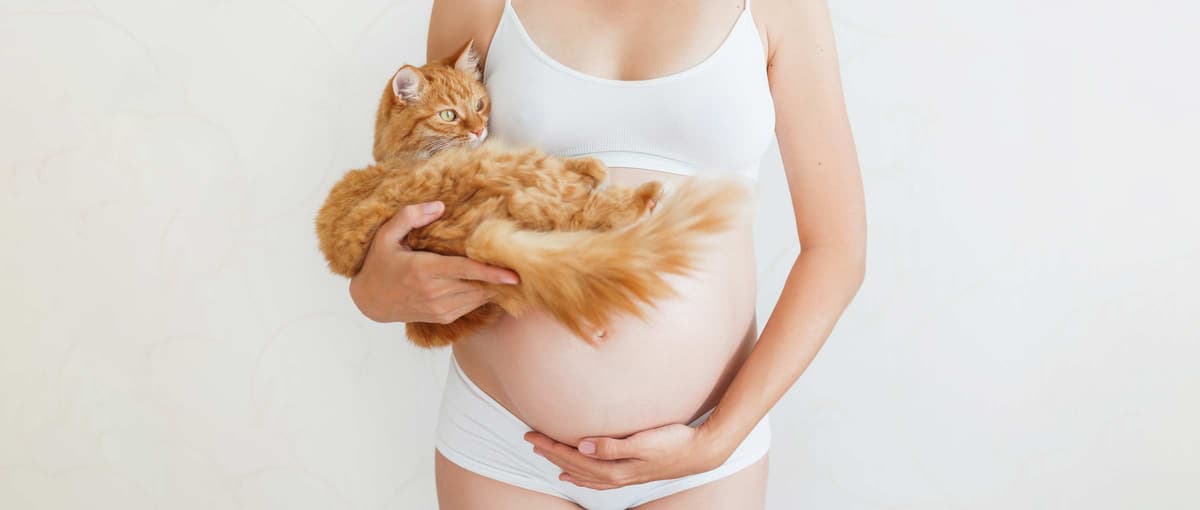 Bệnh Toxoplasmosis và mèo