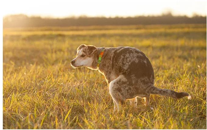 Táo bón ở chó (Constipation in Dogs)