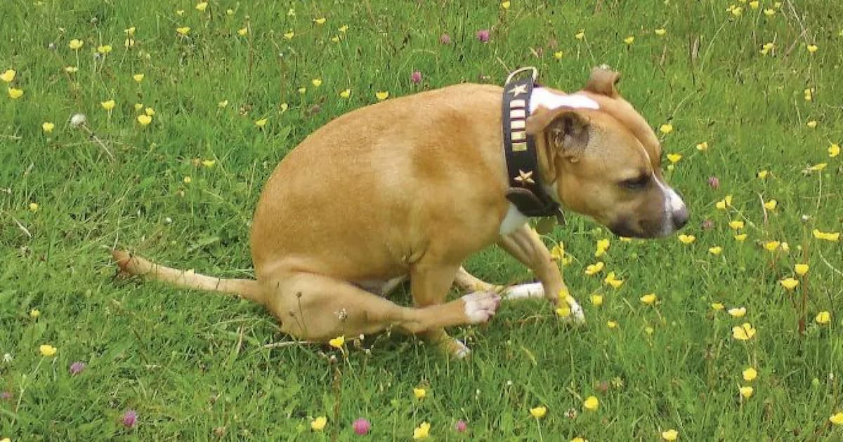 Trượt mông ở chó: có phải do ký sinh trùng?