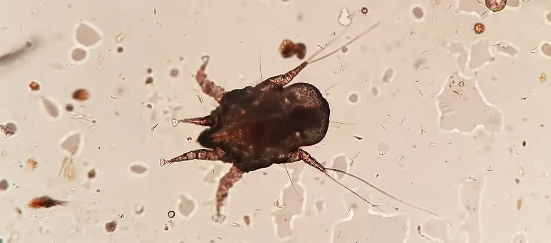 Ghẻ Tai ở Chó và Mèo (Ear Mites)