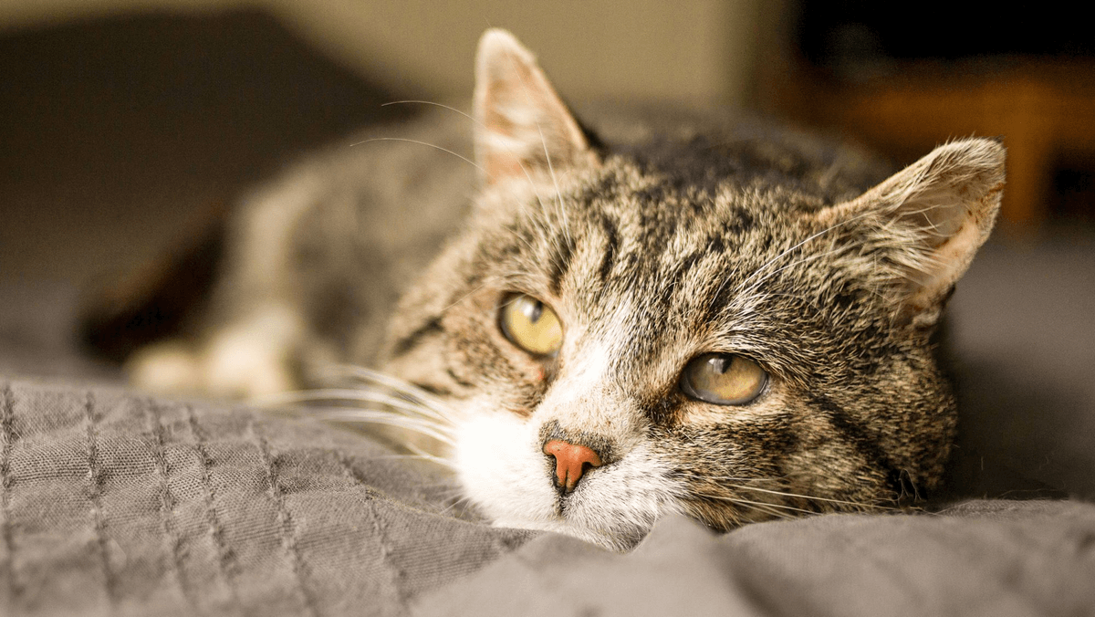 Chăm sóc mèo già: điều ba mẹ cần biết