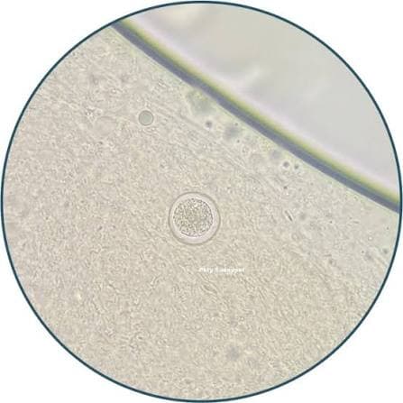 BỆNH CẦU TRÙNG (COCCIDIA) Ở CHÓ MÈO