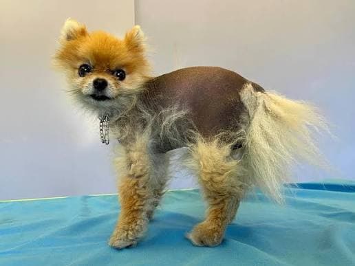 HỘI CHỨNG RỤNG LÔNG X (ALOPECIA X) Ở CHÓ