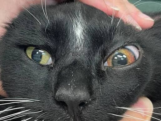 VIÊM MÀNG BỒ ĐÀO Ở MÈO (FELINE UVEITIS)