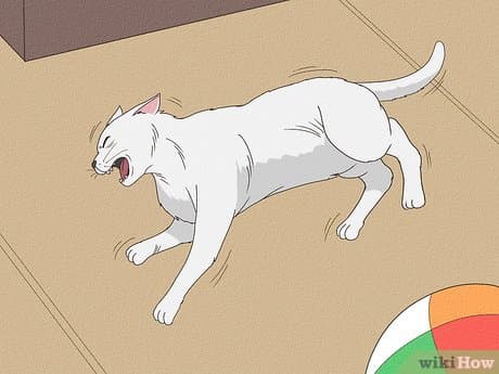 Co giật và Bệnh Động kinh ở Mèo: Những điều chủ nuôi cần biết