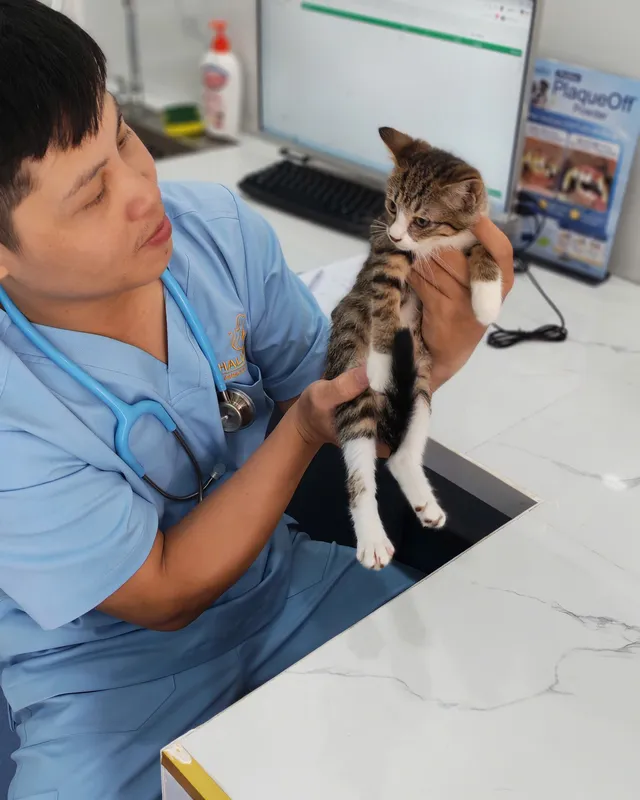 Bác sĩ khám cho thú cưng