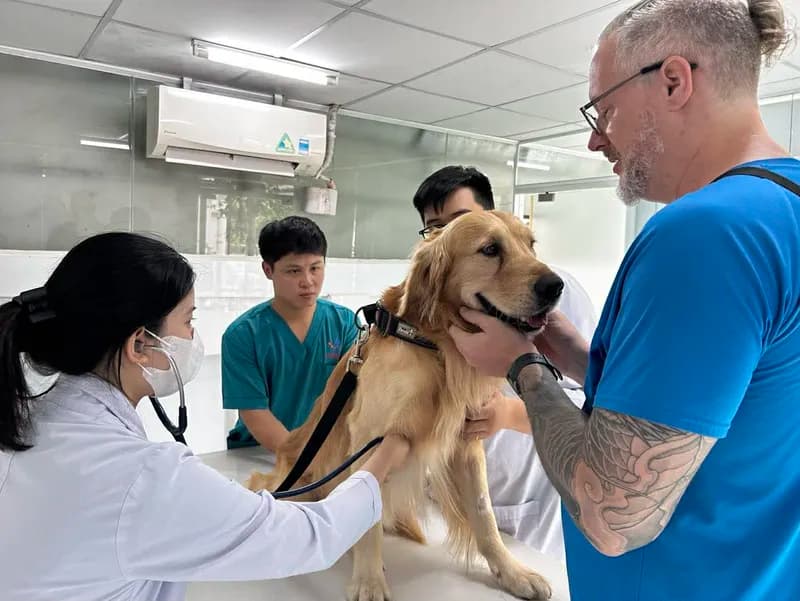 Golden hiền quá 🥰