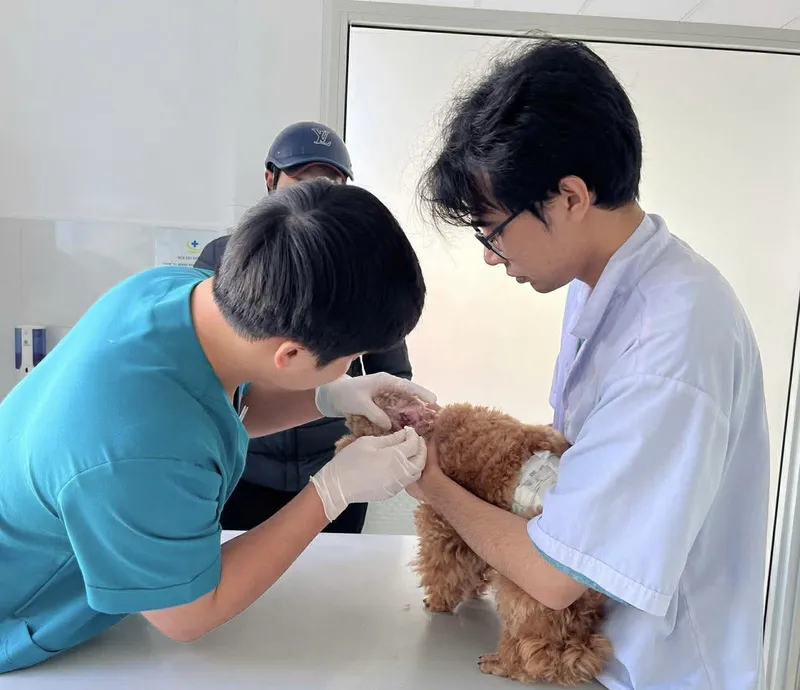 Poodle dũng cảm 💪