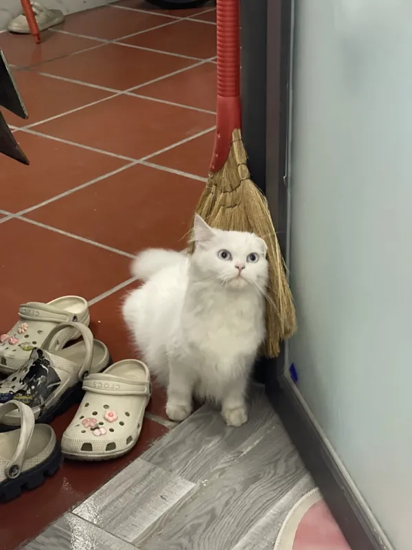 Thú cưng tại HalloVet