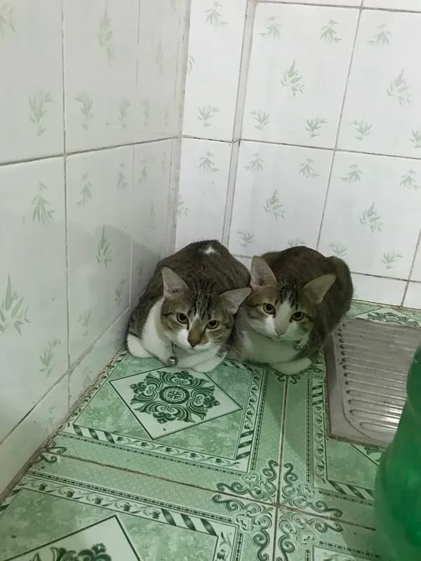 Thú cưng tại HalloVet