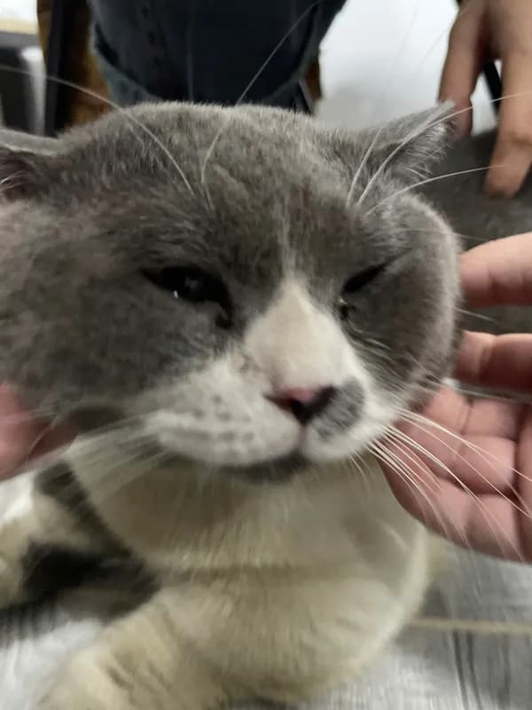 Thú cưng tại HalloVet