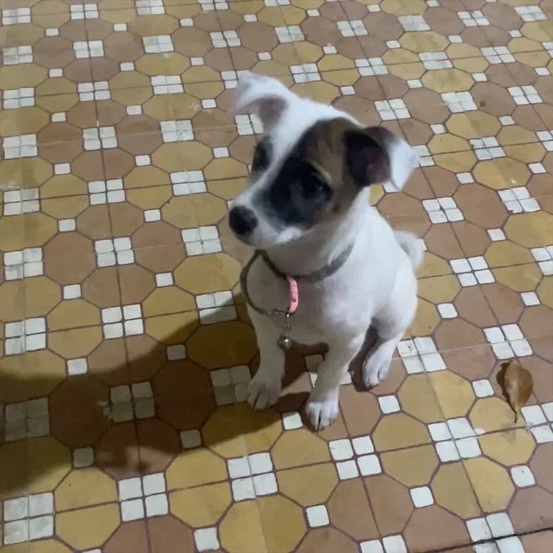 Thú cưng tại HalloVet