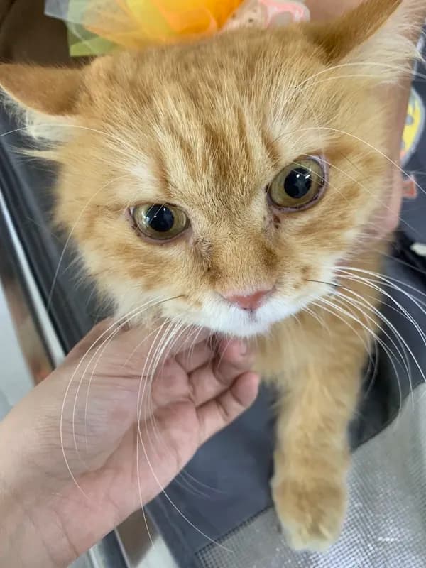 Thú cưng tại HalloVet