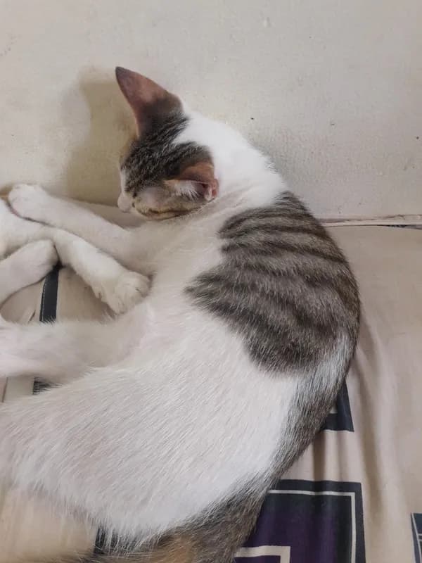 Thú cưng tại HalloVet