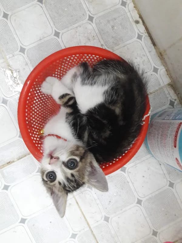 Thú cưng tại HalloVet