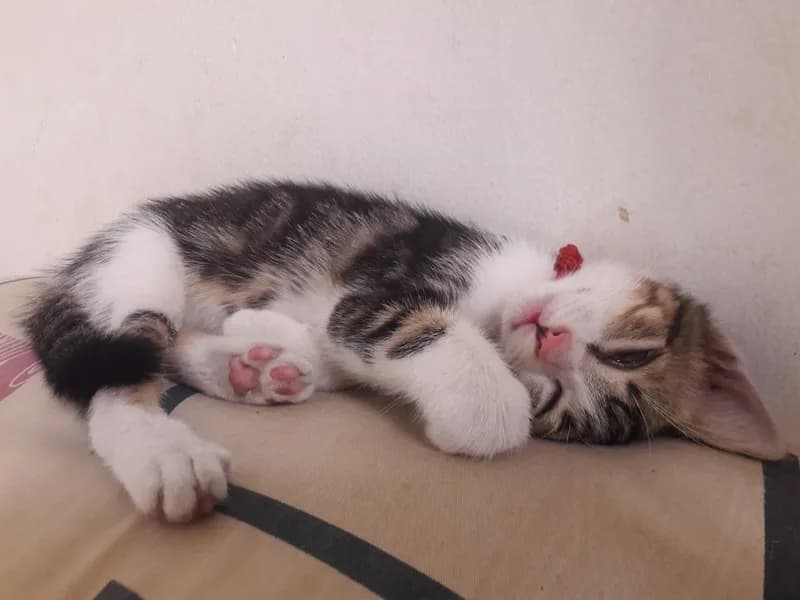 Thú cưng tại HalloVet
