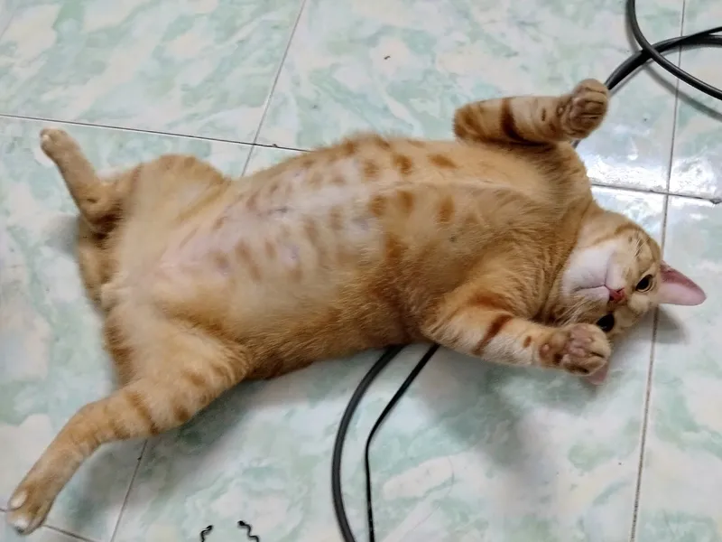 Thú cưng tại HalloVet