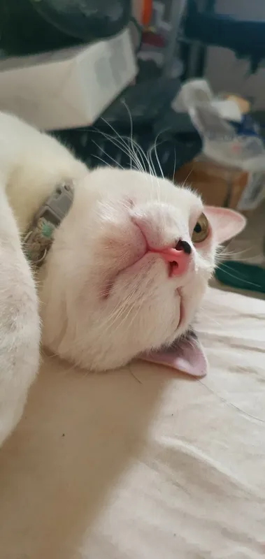 Thú cưng tại HalloVet
