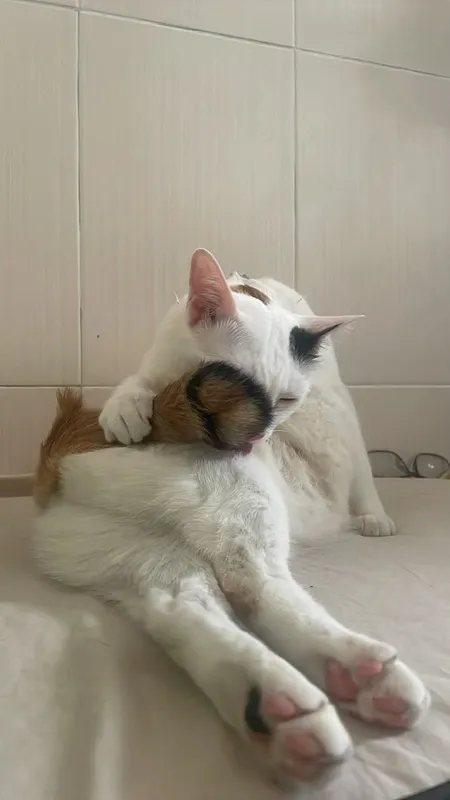 Thú cưng tại HalloVet