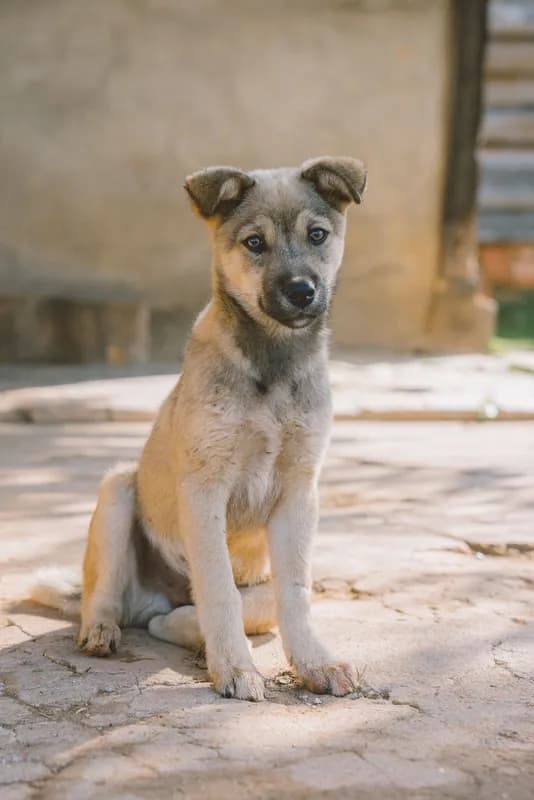Thú cưng tại HalloVet