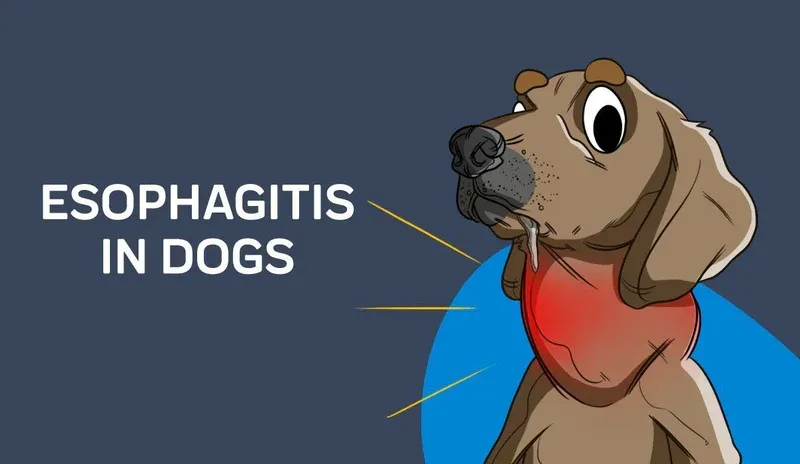 VIÊM THỰC QUẢN Ở ĐỘNG VẬT NHỎ (ESOPHAGITIS)