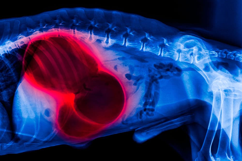 HỘI CHỨNG GIÃN - XOẮN DẠ DÀY TRÊN ĐỘNG VẬT NHỎ (GASTRIC DILATION AND VOLVULUS IN SMALL ANIMALS)