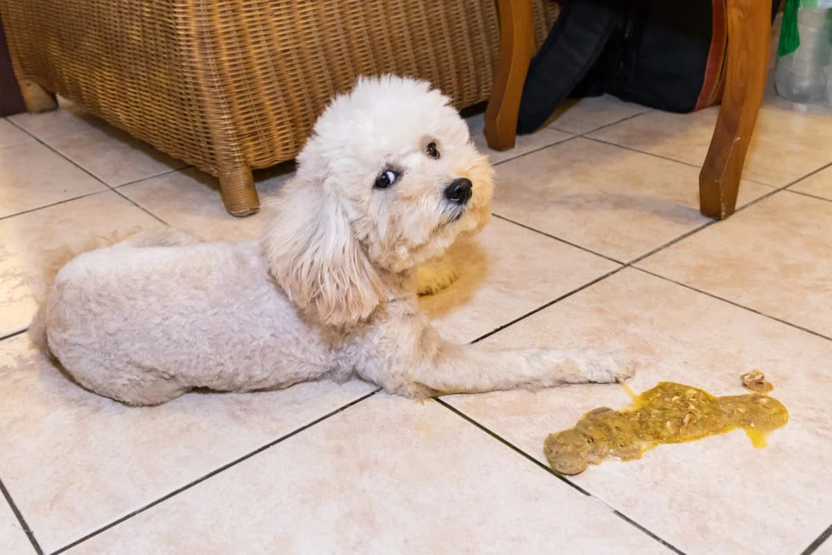 NÔN MỬA Ở CHÓ (VOMITING)