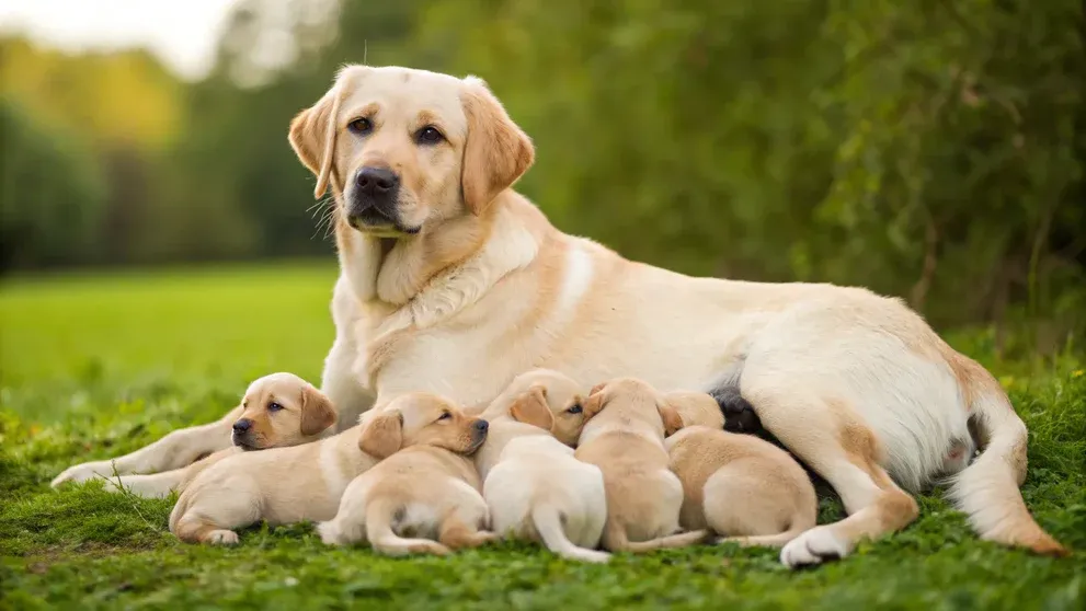 Rối Loạn Chuyển Hóa Canxi Ở Chó