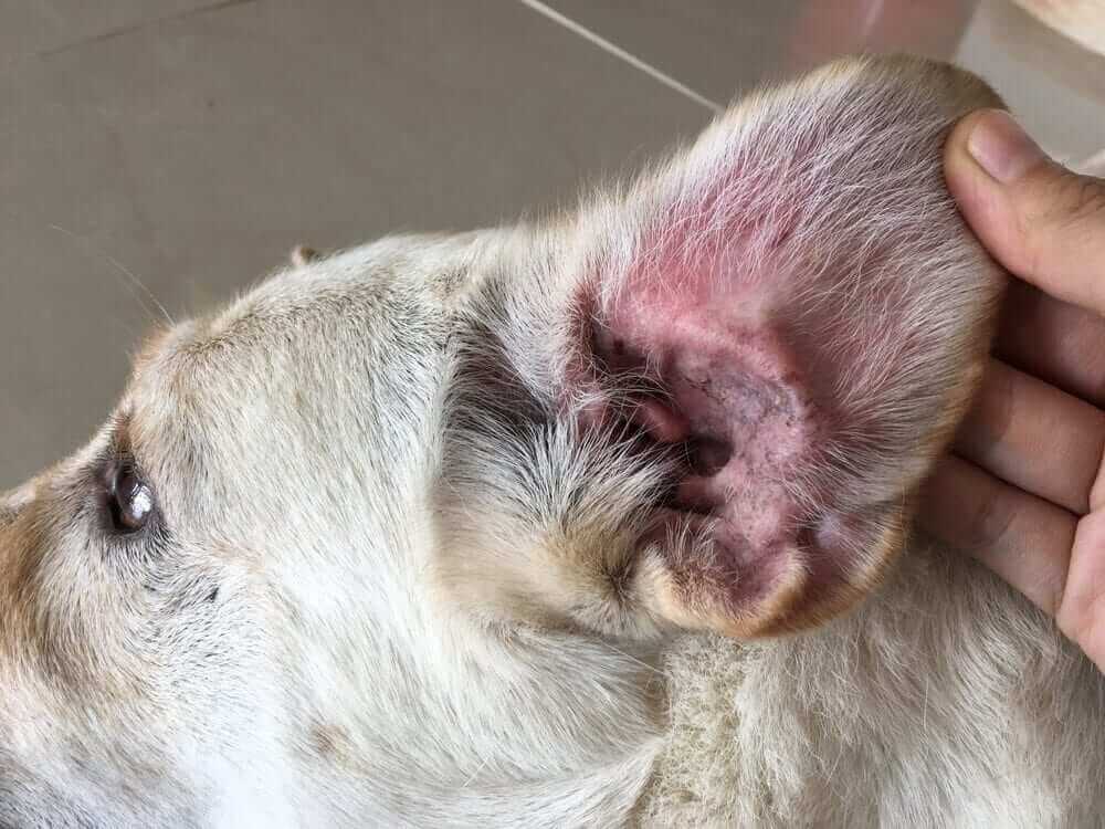 VIÊM TAO NGOÀI (OTITIS EXTERNA) Ở CHÓ